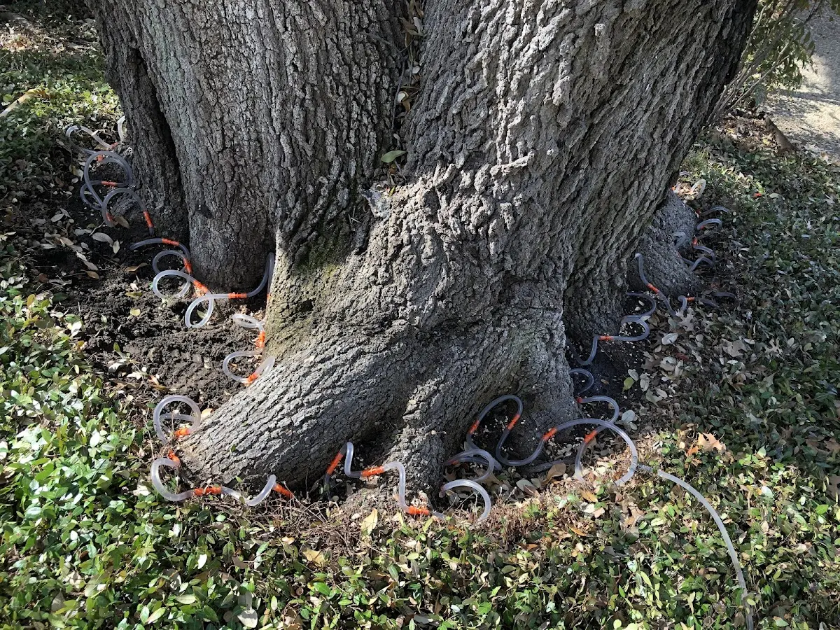 Detailed Tree Cabling and Bracing job site in Saint Nazianz